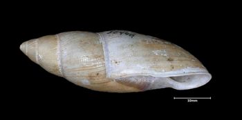 Media type: image;   Malacology 86018 Aspect: lateral